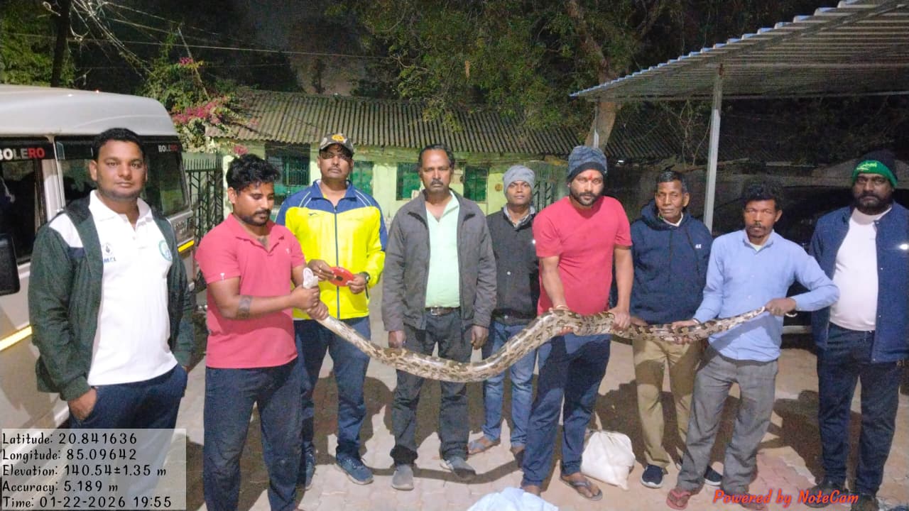 ଅଜଗର ସାପ ଉଦ୍ଧାର