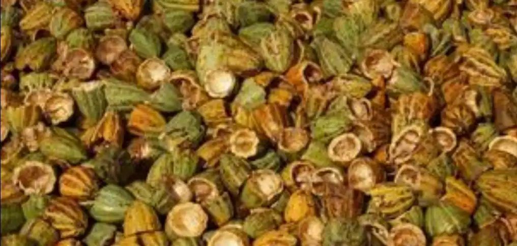 ବହୁ ପରିମାଣରେ ଅଫିମ ଚାଷ ଉପରେ ପୁଲିସ୍ ଚଢାଉ, ୧୧ ଅଟକ