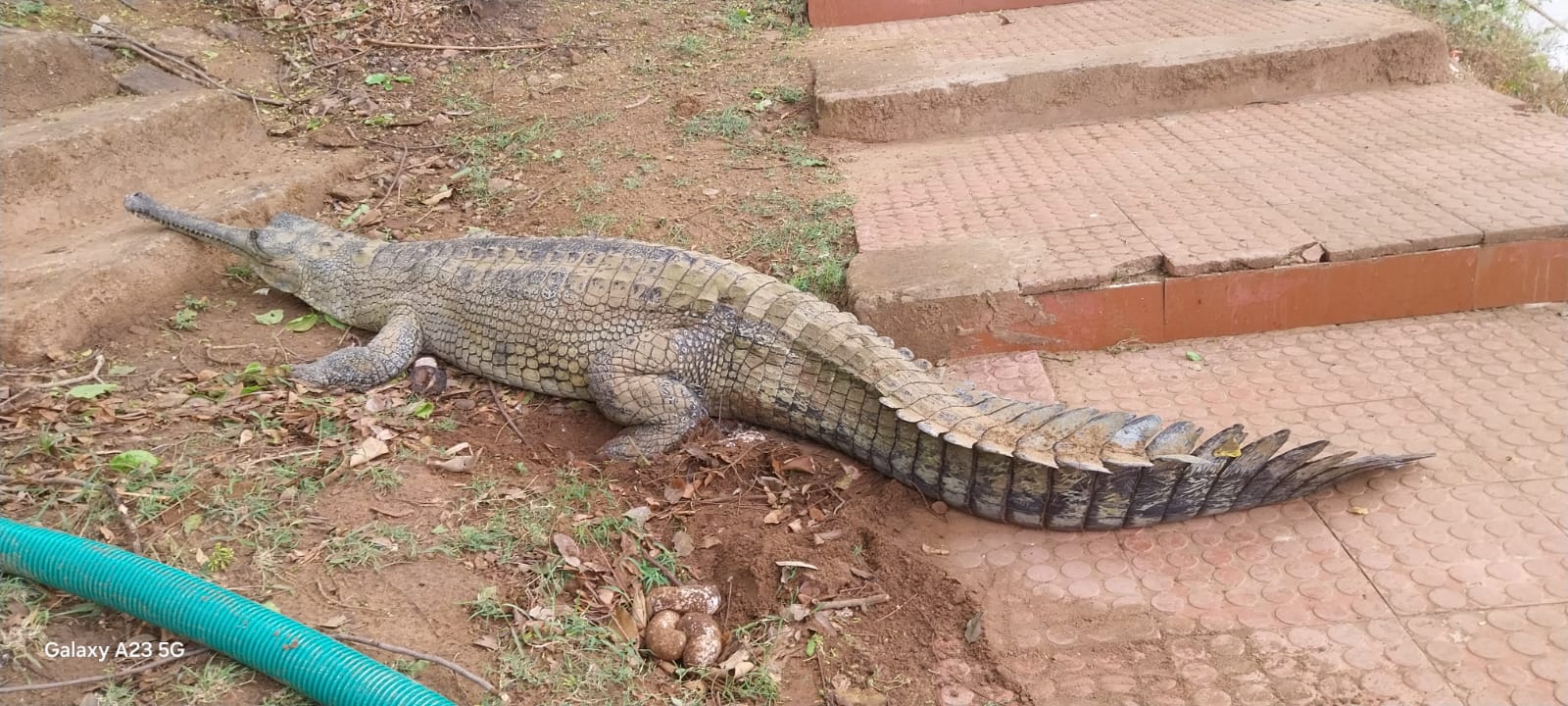 ସାତକୋଶିଆ ରେ ଘଡ଼ିଆଳ ଅଣ୍ଡା ସଫଳ ଗବେଷଣା
