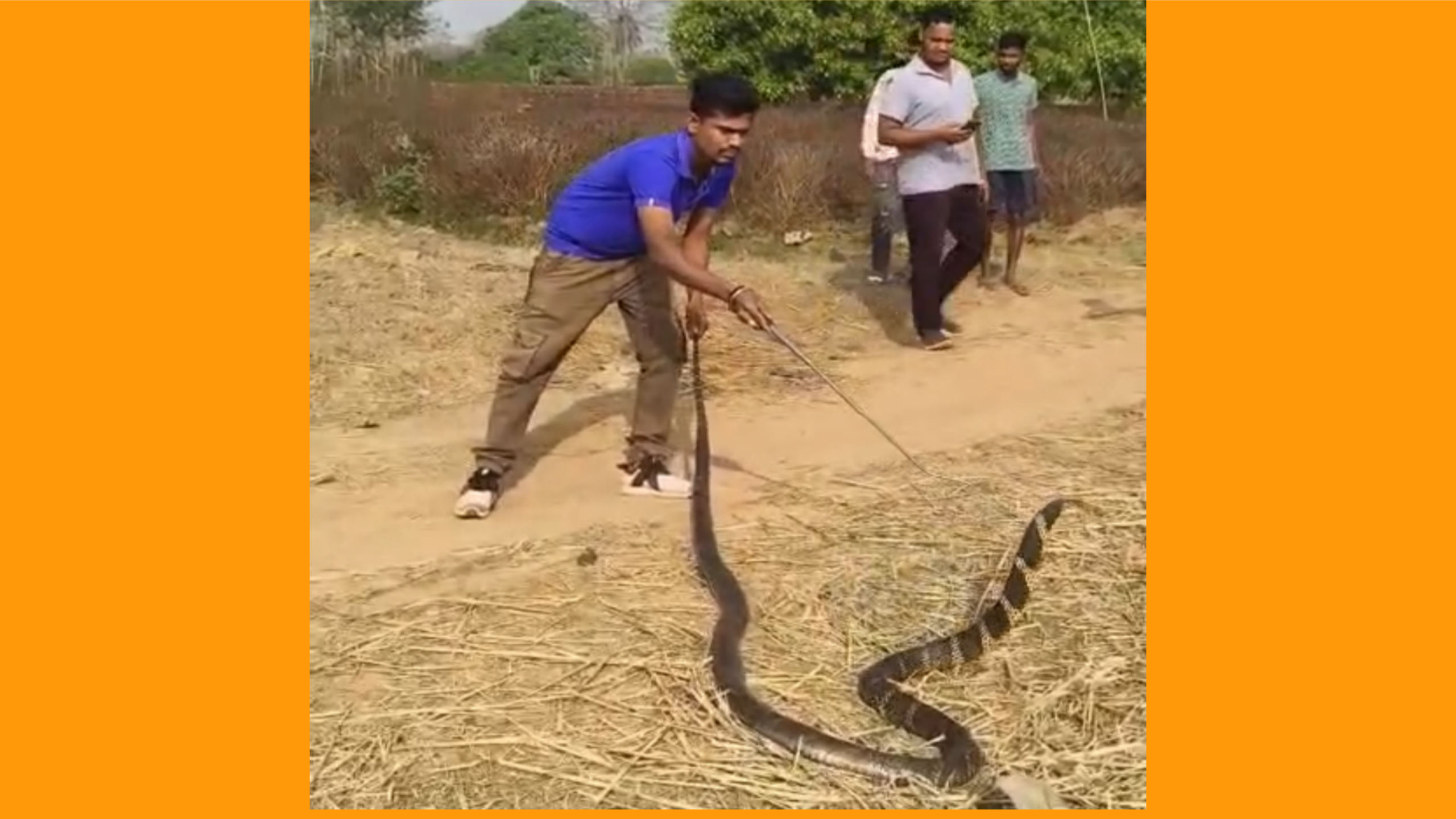 ବିରାଡିଆ ପୋଲିସ୍ ଫାଣ୍ଡି ପାଖରୁ ଉଦ୍ଧାର ହେଲା 12 ଫୁଟ୍ ଲମ୍ବର ଅହିରାଜ ସାପ