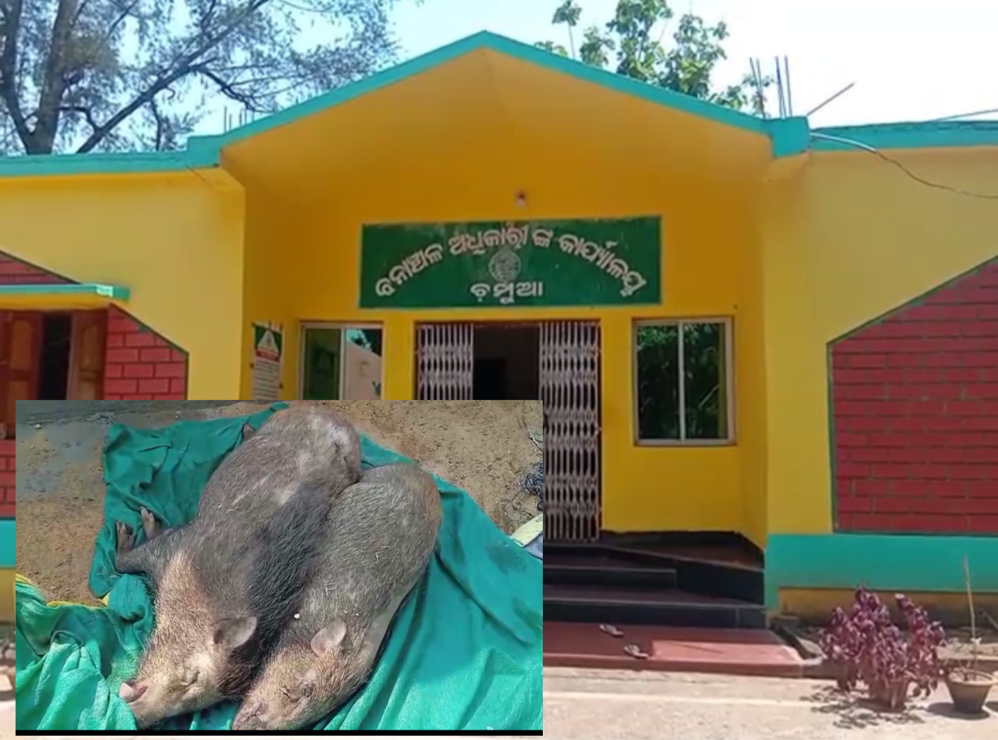 ଦୁଇମୃତ ବାରହାକୁ ଉଦ୍ଧାର କରିଛି ବନବିଭାଗ,କୌଣସି ଗାଡ଼ିଧକ୍କାରେ ମୃତ୍ୟୁ ହୋଇଥିବା ସନ୍ଦେହ