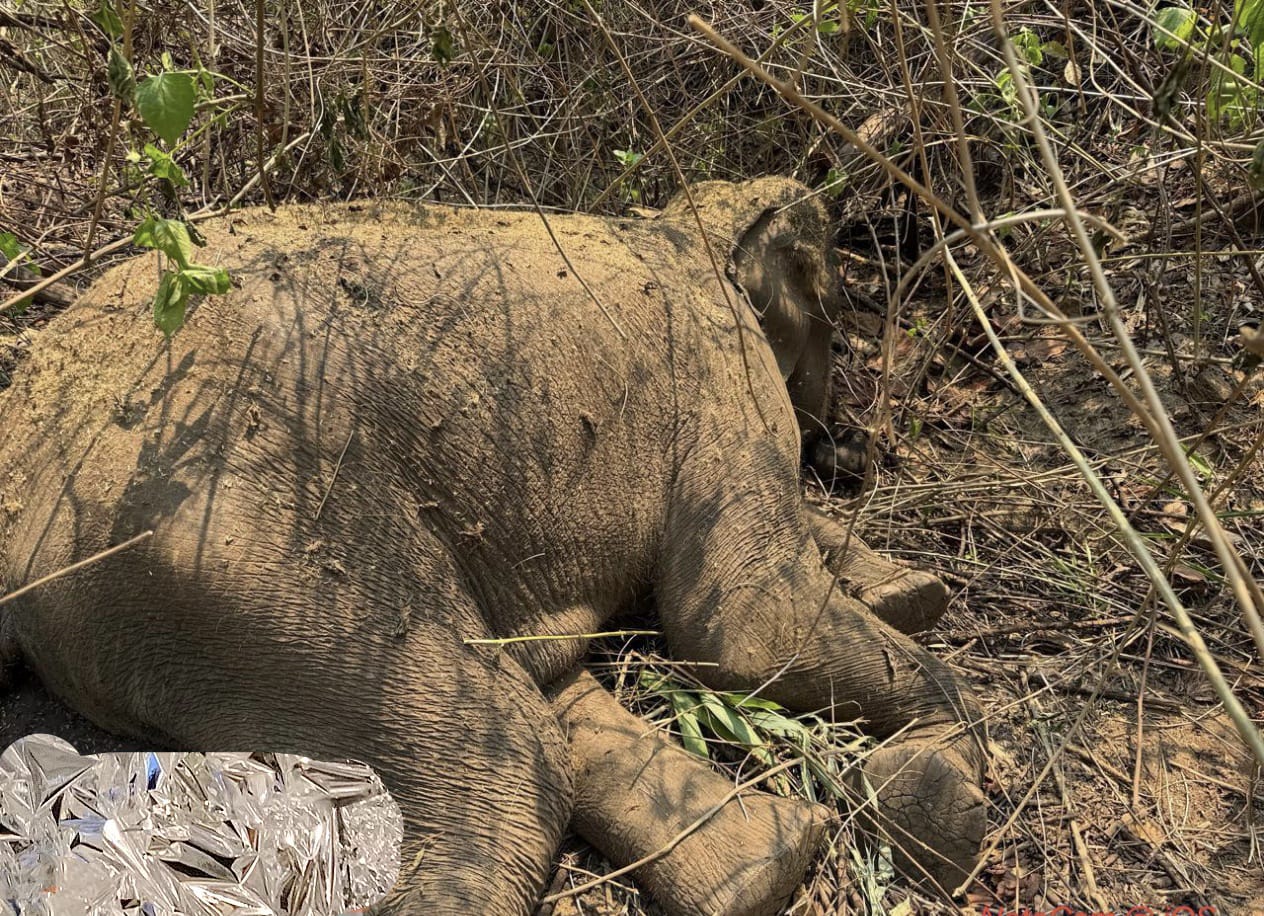 ହାତୀ ସୁରକ୍ଷା ଦିଗହରା : ବେଲଘରରେ ପୁଣି ଏକ ଦନ୍ତା ହାତୀ ମୃତ : ୪ ମାସରେ ମଲେଣି ୩ ହାତୀ