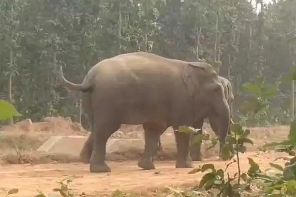 ବୃଦ୍ଧାଙ୍କୁ ଦଳି ଦେଲା ଦନ୍ତା