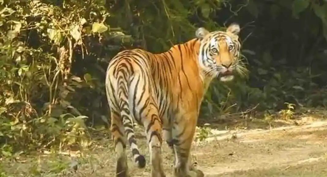 ଶିମିଳିପାଳରେ ନୂଆ ଅତିଥି ମହାବଳ ବାଘ