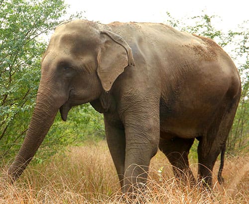 ଅନୁଗୋଳ – ହାତୀ ଆକ୍ରମଣରେ ଦୁଇ ଜଣଙ୍କର ମୃତ୍ୟୁ