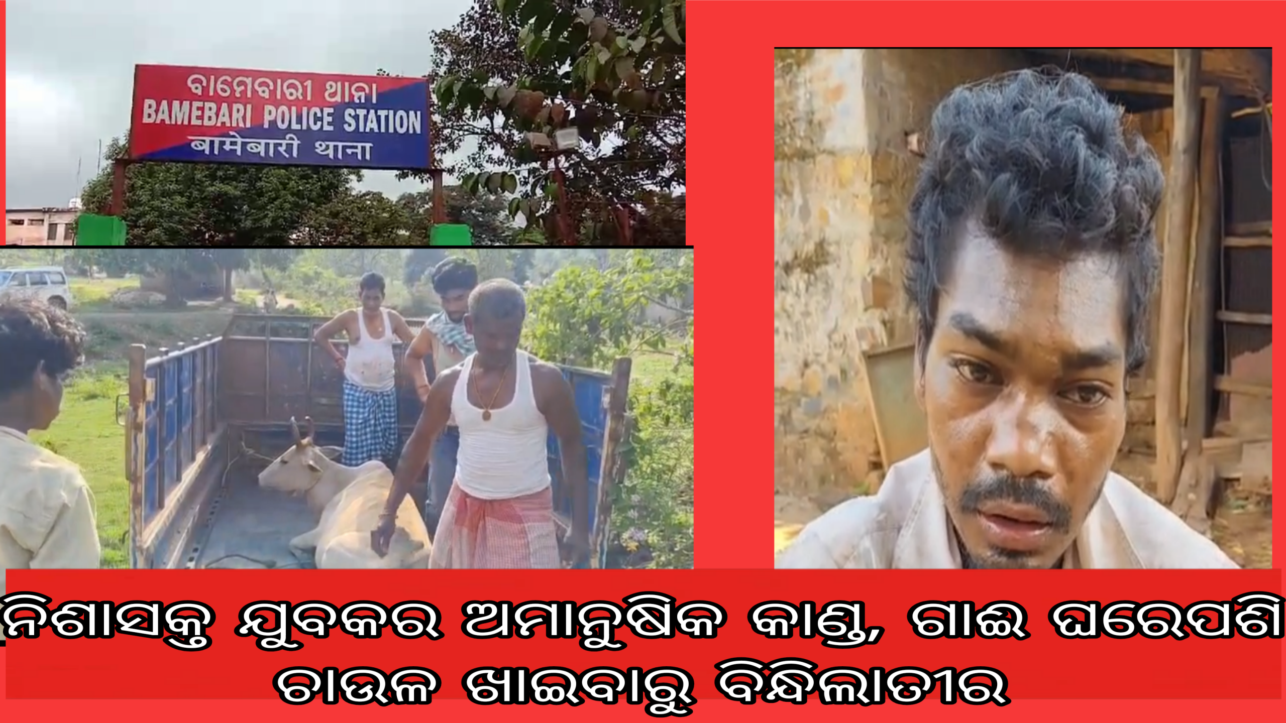 ନିଶାସକ୍ତ ଯୁବକର ଅମାନୁଷିକ କାଣ୍ଡ, ଗାଈ ଘରେପଶି ଚାଉଳ ଖାଇବାରୁ ବିନ୍ଧିଲାତୀର