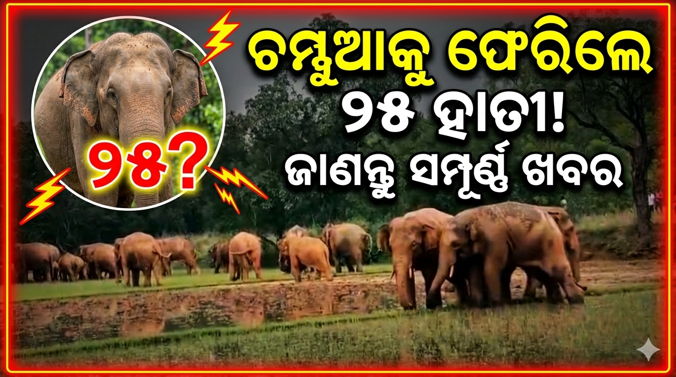 ମୟୂରଭଞ୍ଜ ଜିଲ୍ଲାରୁ ଚମ୍ପୁଆ ରେଞ୍ଜକୁ ଲେଉଟିଲେ ପଚିଶ ଟିକିଆ ହାତୀପଲ