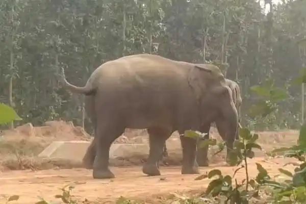 ହାତୀ ଆକ୍ରମଣ ରେ ଜଣେ ଯୁବକଙ୍କ ମୃତ୍ୟୁ