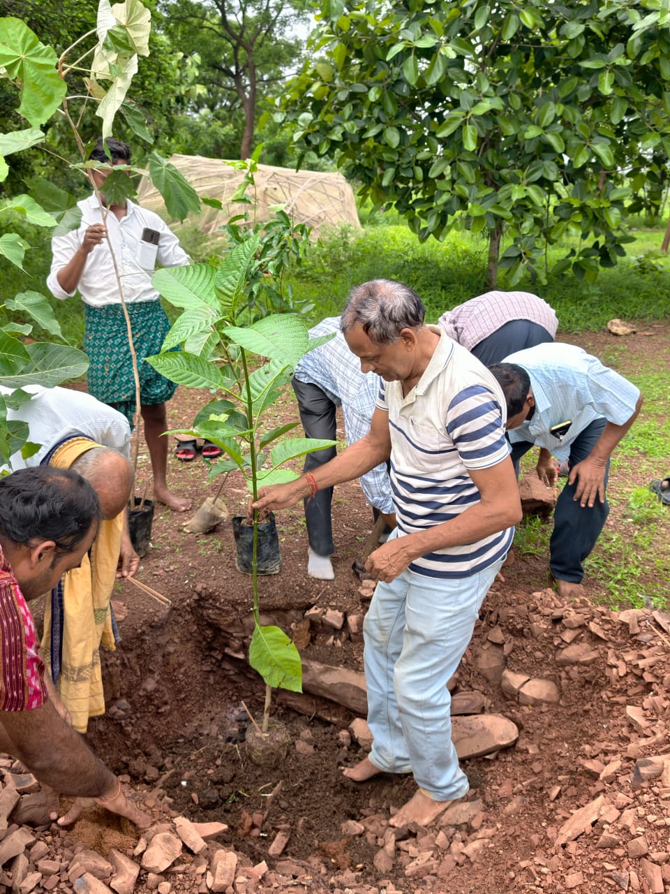 ପ୍ରକୃତି ବନ୍ଧୁ ଙ୍କ ଦ୍ୱାରା ତାମଦେଇ ଠାରେ ବୃକ୍ଷ ରୋପଣ କାର୍ଯ୍ୟକ୍ରମ