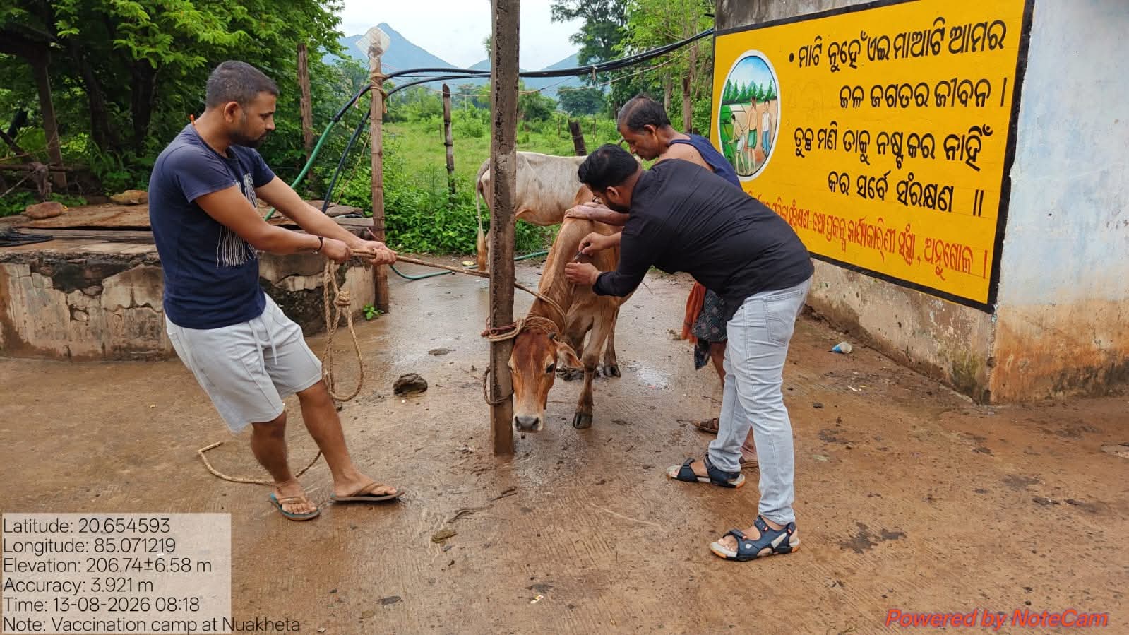 ପଶୁ ସୁସ୍ଥ ରହିଲେ ସମୁଦାୟ ହେବ ସଶକ୍ତ: ନୂଆଖେତାରେ ୧୫୦ ପଶୁଙ୍କୁ ଟୀକାକରଣ
