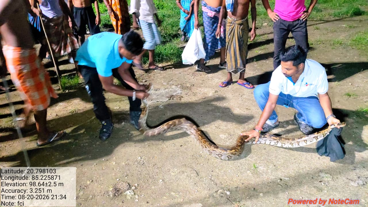 ଅନୁଗୋଳରେ ଅଜଗର ଉଦ୍ଧାର, ପ୍ରାକୃତିକ ଆବାସରେ ଛାଡ଼ିଲା ବନ ବିଭାଗ