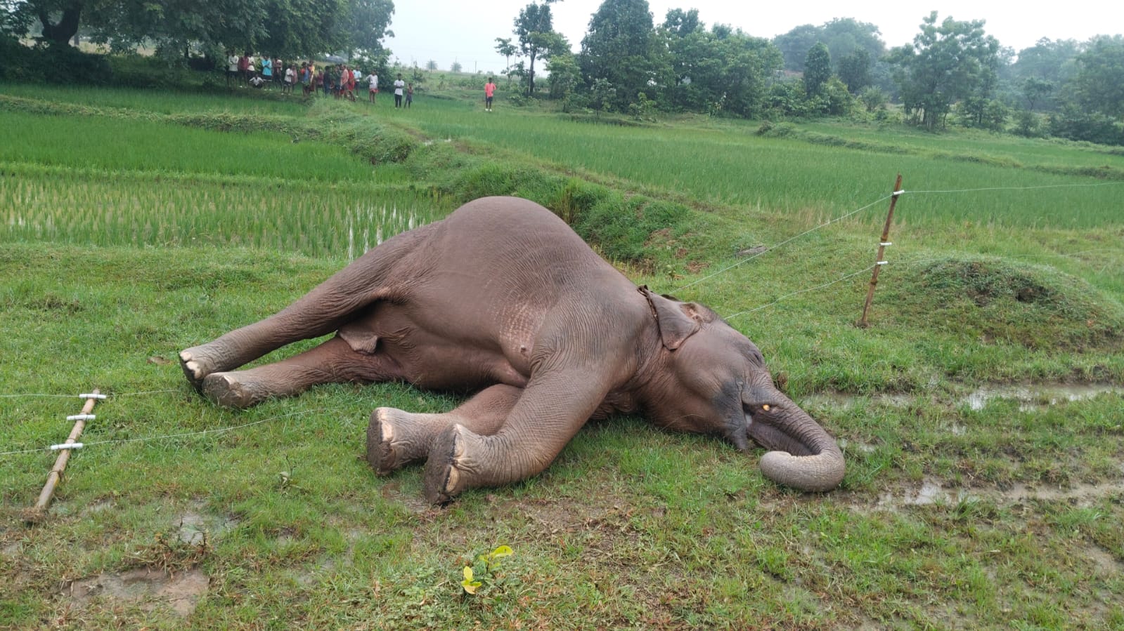 ବିଦ୍ୟୁତ୍ ଫାଶରେ ମାଈ ହାତୀର ମୃତ୍ୟୁ, ଜଣେ ଅଟକ