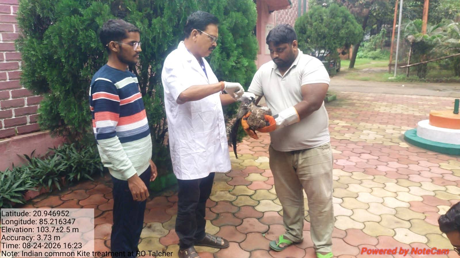 ଆହତ ବ୍ଲାକ୍ କାଇଟ୍ ଉଦ୍ଧାର, ଚିକିତ୍ସା ପରେ ନିରୀକ୍ଷଣରେ