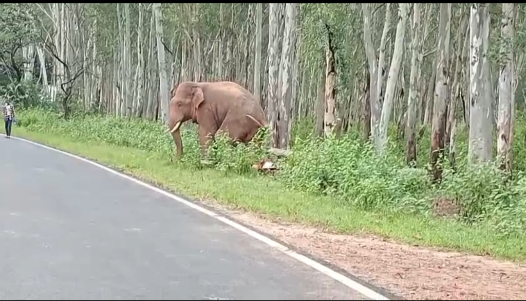 କେନ୍ଦୁଝର ଜିଲ୍ଲାରେ ଚମ୍ପୁଆ ରେଞ୍ଜରେ ଗୋଠଛଡ଼ା ଦନ୍ତାହାତୀର ଉପଦ୍ରବ