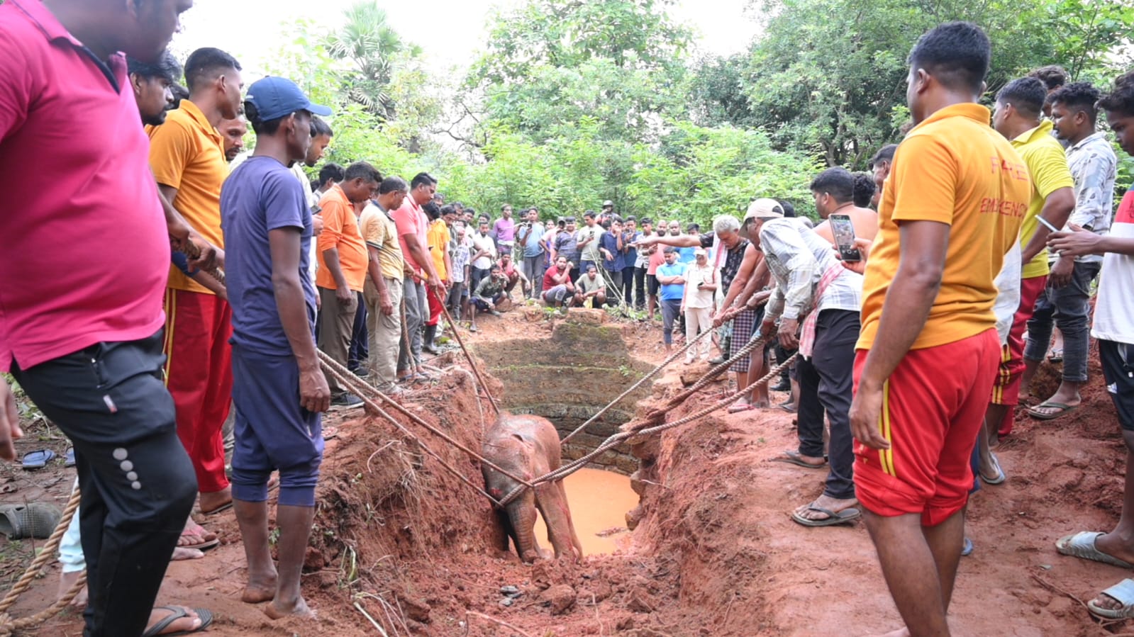 ଢେଙ୍କାନାଳରେ ଖୋଲା କୂଅରୁ ଆହତ ମାଈ ହାତୀ ଛୁଆ ଉଦ୍ଧାର