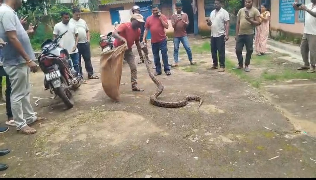 କେନ୍ଦୁଝର ଜିଲ୍ଲା ଚମ୍ପୁଆ ରେଞ୍ଜରେ ୧୦ଫୁଟ ଲମ୍ବ ଅଜଗର ଉଦ୍ଧାର