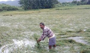 ଅମଳ ବେଳେ ବାତ୍ୟା ମାଡ଼, ଉଜାଡ଼ିଲା ଚାଷୀଙ୍କ ସ୍ୱପ୍ନ : ପନିପରିବା ସହ ଧାନ ଫସଲ ନଷ୍ଟ ଆଶଙ୍କା, କ୍ଷୟକ୍ଷତି ଆକଳନ କରି ସହାୟତା ଦେବାକୁ ଦାବି