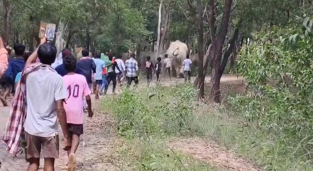 ଚମ୍ପୁଆରେଞ୍ଜରେ ହାତୀପଲଙ୍କ ସହ ଖେଳ ପଡିପାରେ ମହଙ୍ଗା। ହାତୀ ପଲଙ୍କୁ ପିଟିପିଟି ତଡ଼ୁଥିବା ଭିଡିଓ ଭାଇରଲ୍