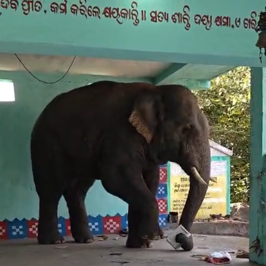ବନ୍ଦୀବାହାଳ ଗ୍ରାମ ମନ୍ଦିରରେ ପଶିଲା ହାତୀ, ଲୋକଙ୍କ ମଧ୍ୟରେ ଆତଙ୍କ