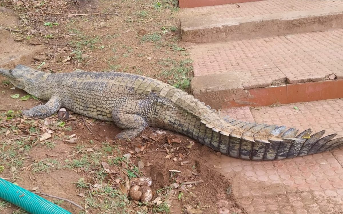 ସାତକୋଶିଆ ରେ ଘଡ଼ିଆଳ ଅଣ୍ଡା ସଫଳ ଗବେଷଣା