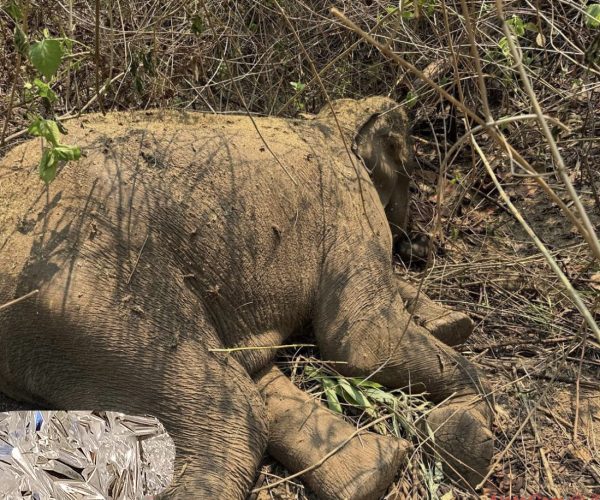 ହାତୀ ସୁରକ୍ଷା ଦିଗହରା : ବେଲଘରରେ ପୁଣି ଏକ ଦନ୍ତା ହାତୀ ମୃତ : ୪ ମାସରେ ମଲେଣି ୩ ହାତୀ