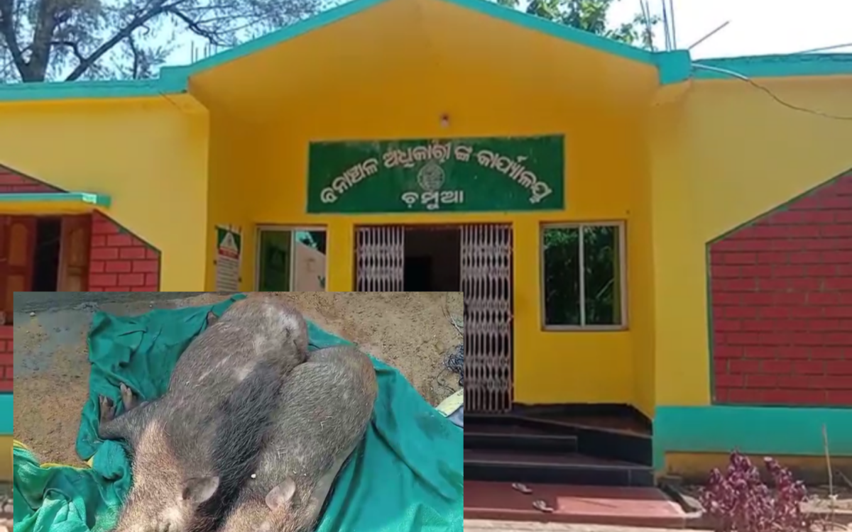 ଦୁଇମୃତ ବାରହାକୁ ଉଦ୍ଧାର କରିଛି ବନବିଭାଗ,କୌଣସି ଗାଡ଼ିଧକ୍କାରେ ମୃତ୍ୟୁ ହୋଇଥିବା ସନ୍ଦେହ