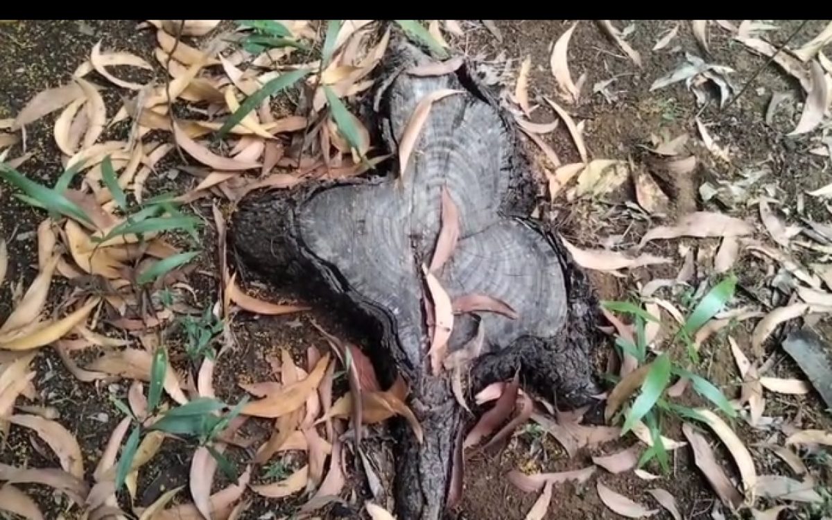 ବିଦ୍ୟାଳୟ ପରିସର ରୁ ଲକ୍ଷାଧିକ ଟଙ୍କା ର ମୂଲ୍ୟବାନ ଗଛ ଗ୍ୟାବ୍ | ପ୍ରଧାନ ଶିକ୍ଷକ ଙ୍କ କାର୍ଯ୍ୟକଳାପ ସନ୍ଦେହ ଘେରରେ