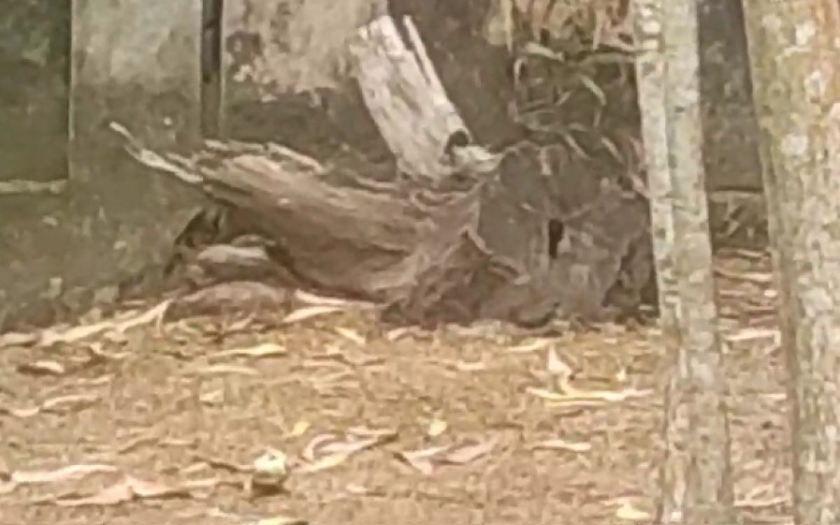 କୁଜଙ୍ଗ ବନାଞ୍ଚଳ ଅଧିକାରୀ ଓ ପ୍ରଧାନ ଶିକ୍ଷକ ଙ୍କ କାରନାମାରେ ଅତିଷ୍ଟ ଅଂଚଳବାସୀ