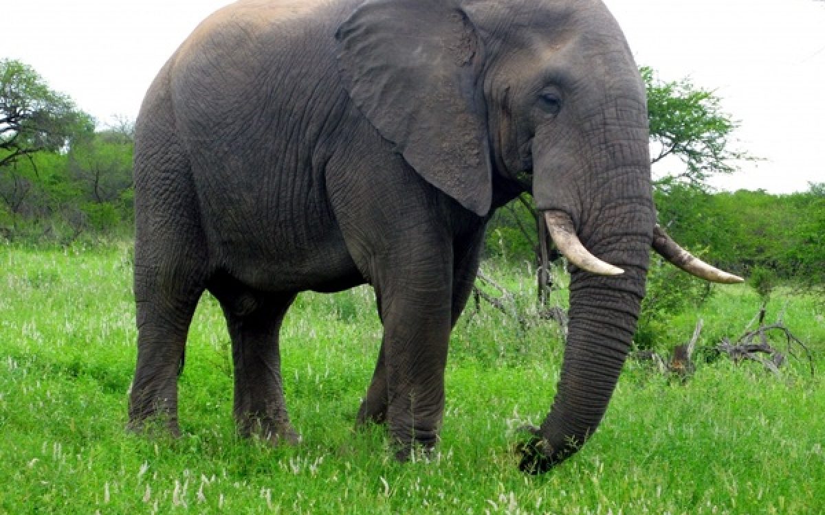 ଫେରିବାର ରାସ୍ତାରେ ହାତୀ ରୂପରେ ଅପେକ୍ଷାରେ ମୃତ୍ୟୁ! ଦଣ୍ଡ ନାଚ ଦେଖି ଫେରୁଥିବା ବେଳେ ମା ଝିଅ ଅଘଟଣର ଶିକାର