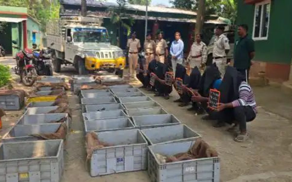 ୬୩୧ ଟି ଭାରତୀୟ ଫ୍ଲାପ୍ ସେଲ୍ କଇଁଛ ଜବତ ୭ଗିରଫ