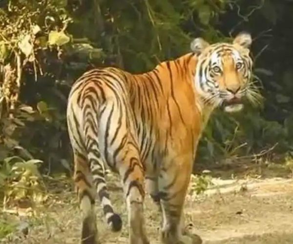 ଶିମିଳିପାଳରେ ନୂଆ ଅତିଥି ମହାବଳ ବାଘ