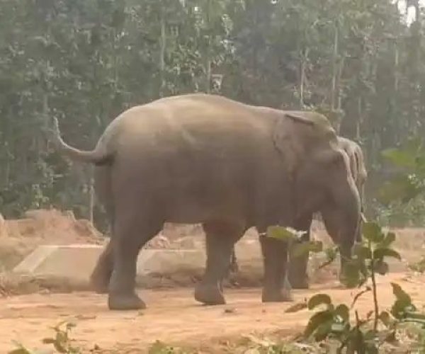 ହାତୀ ଆକ୍ରମଣ ରେ ଜଣେ ଯୁବକଙ୍କ ମୃତ୍ୟୁ